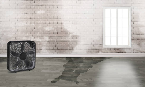 Best Fire Damage Restoration  in Fern Prairie, WA